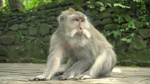 Macaque Resting in a Park
