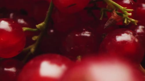 Macro of Fresh Red Currants on Stem