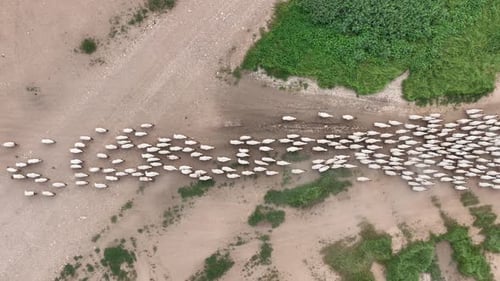 Aerial View Of Sheep Herd