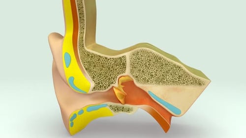 Detailed 3D Medical Illustration of Human Ear Anatomy