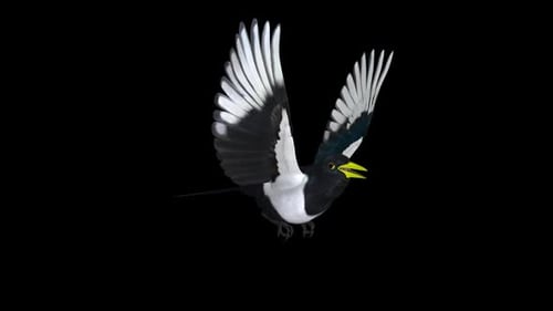 American Magpie Bird - Californian Yellow Beak - Flying Loop - Aerial Front Angle CU - Alpha Channel
