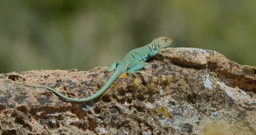 Profil d'un lézard à collier au sommet d'une roche mousseuse