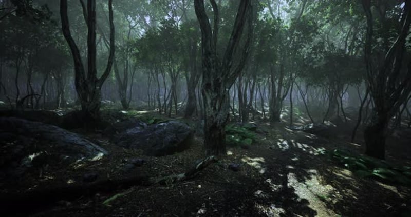 Morning Light Casts a Warm Glow Through Tall Trees in a Peaceful Forest ...