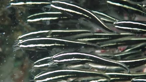 Super close up on juveniles striped-eel catfish while forming a dense ball-shaped school in a shallo