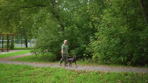 Peaceful Daytime Walk Showcasing Dog And Owner Connection Serene Outdoor Walk Through Lush