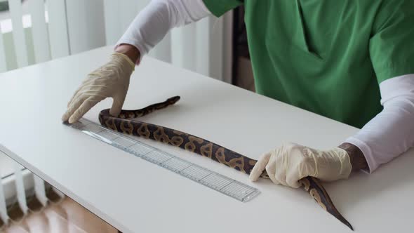 Anonymous Veterinarian Measuring Snakes Length on Table in Clinic ...
