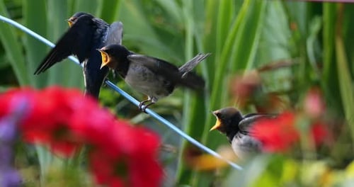 Barn swallows (Hirundo rustica) feeding chicks, Southern France