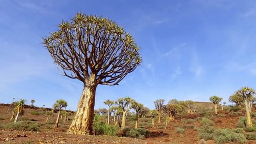 Panorama-Landschaftsblick auf Köcherbäume (Aloe dichotoma), Nordkap, Südafrika