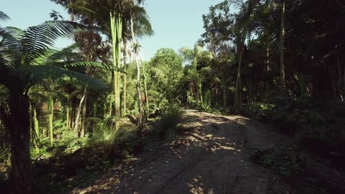 Tranquil Forest Trail with Open Space Promotes Restful Outdoor Experience