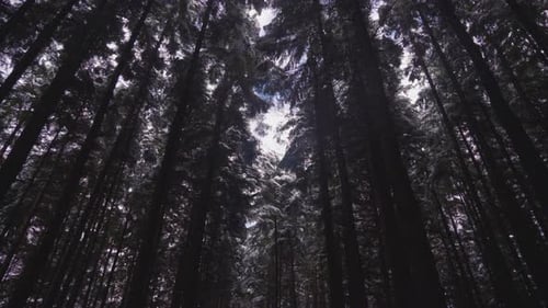 Looking Up At Trunks And Canopies Of Spruces During Winter In Forest Park. - Low Angle Shot