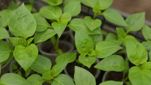 Green Plant Seedlings Growing in Small Pots