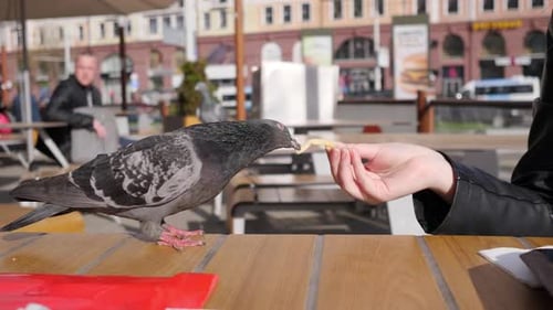 City Pigeon Eats Fried Potatoes