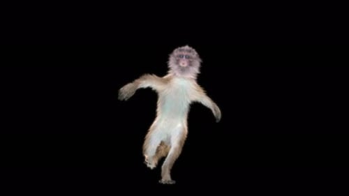 40 Monkey Dance 4K