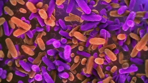 Microbiome, gut bacteria