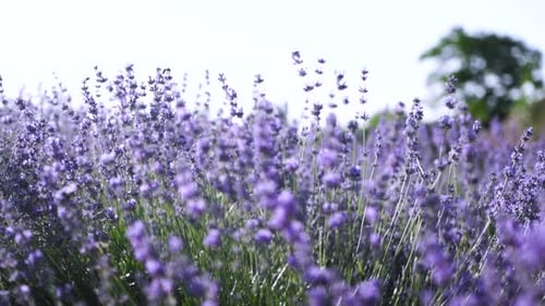 Lavender Field Close Up Blooming Flowers