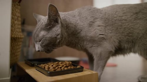 Gray Cat Eats Dry Food From Black Dish