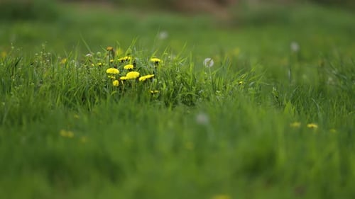 A lush green lawn with yellow and white fluffy dandelions. Slow-motion parallax shot. Bokeh backgro