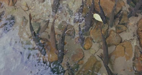 Fischschwarm schwimmt im klaren Flusswasser über Felsen