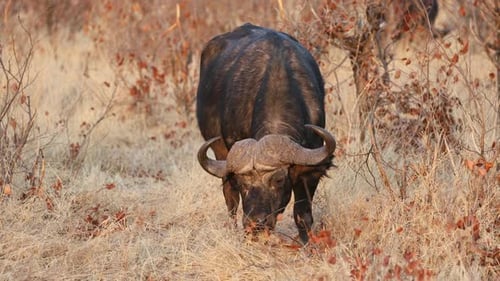 African Buffalo Feeding In Natural Habitat, Kruger National Park