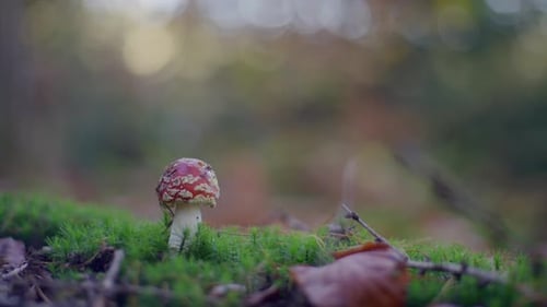 A red and white spotted mushroom grows on mossy ground in a tranquil forest during autumn sunlight