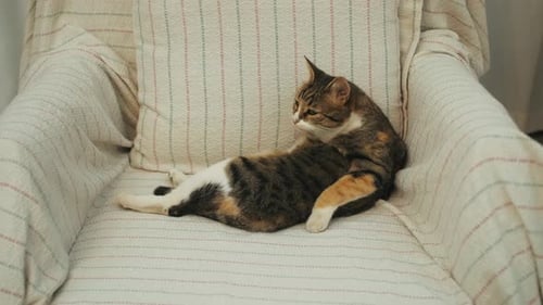 Cat Relaxing and Grooming Itself in an Armchair