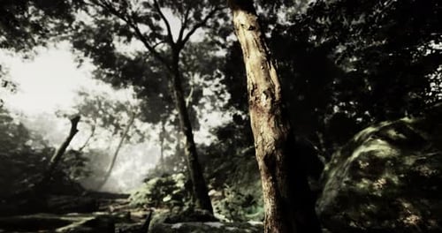 Exploring a Serene Forest Trail with Lush Greenery and Tranquil Surroundings