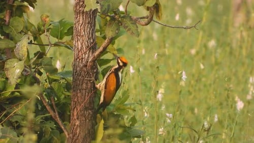 Woodpeckers in tree finding food ..