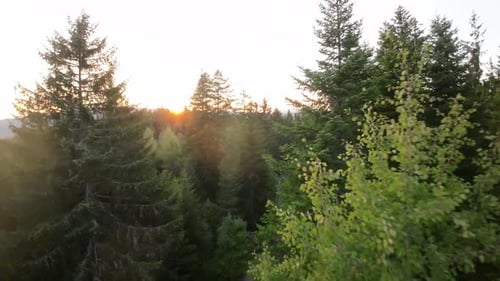 Aerial View From an FPV Drone Flying at High Speed Over Some Mountains and Green Forest Illuminated