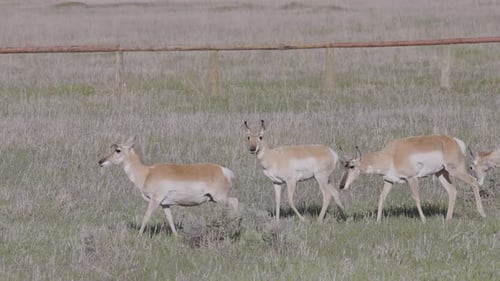 Antelope on a Green Grass Field During Sunny Day