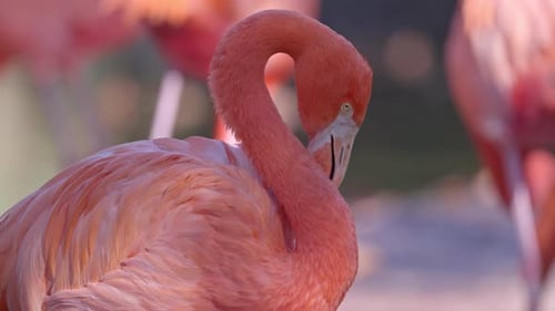 Rosa Flamingos aus nächster Nähe