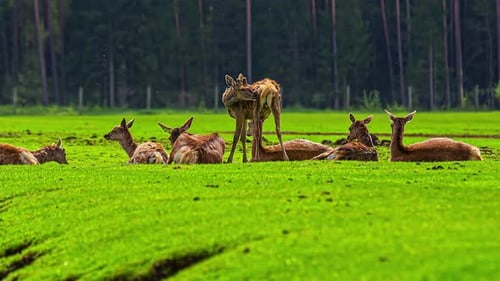 Herd Of Deers Walking, Grazing And Lying On The Grassland Near The Forest. - timelapse