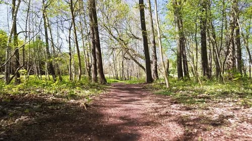 Forest path. Green trees. Flying a drone through a forest. Green forest. Slow, cinemaitic forest sho