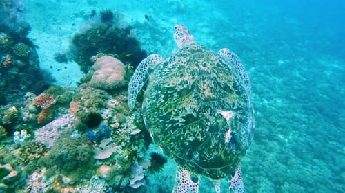 Beautiful Nature Wildlife Sea Turtle Swim in Blue Water Ocean