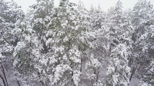 Drone Rising Above Winter Forest Covered Wits Snow In Snowfall