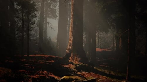 A Dense and Majestic Forest with Towering Trees