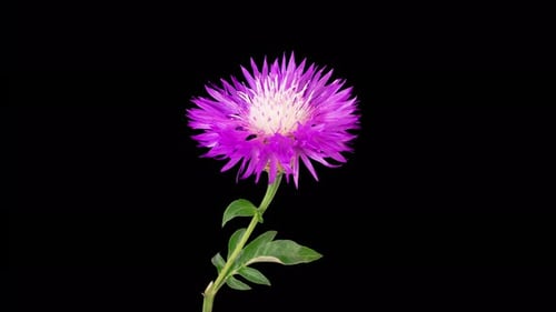 Beautiful Purple Flower Blossoming on Black Background