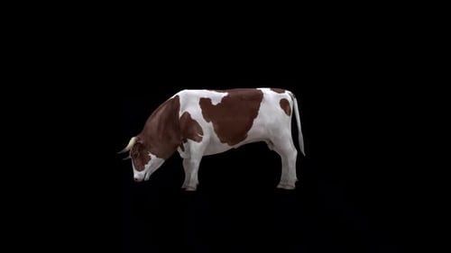 Boucle Bull Eat