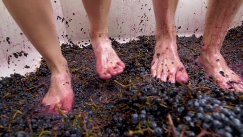 close up of a couple's feet stomping grapes for wine making.