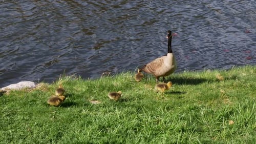 Goslings eat in grass around mother goose as she looks into the distance in front of a flowing pond.