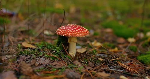One Mushroom a Beautiful Fly Agaric with a Red Hat and White Dots in the Forest