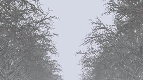 Mystical Dark Forest