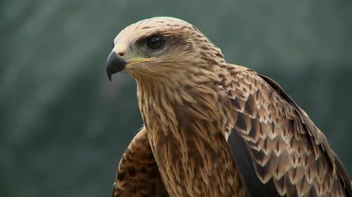 Close shot of buzzard standing and making sounds