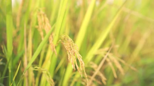 Rice Field