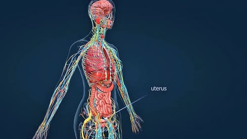 Position Of The Female Reproductive System
