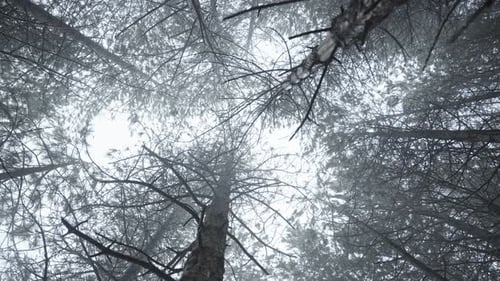 Looking up at tall pine trees in a foggy forest, creating a mystical and serene atmosphere