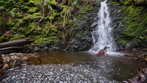 Small Waterfall with Rocky Shore in a Moss and Wood Filled Forest
