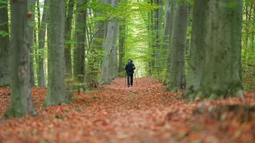 Mann geht im grünen Wald spazieren