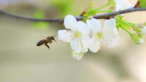 Bee collects pollen from white flower in orchard