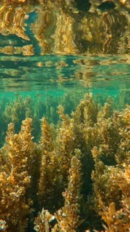 Avancer dans de grands fourrés denses d'algues sargasses brunes sur des bas-fonds en dessous de la surface supérieure de l'eau