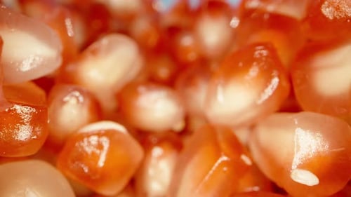 Fresh Pomegranate Seeds in Extreme Close Up